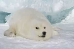 seal-doge